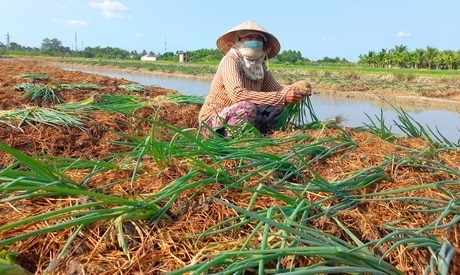 Để giúp người dân nâng cao thu nhập, huyện chỉ đạo cơ cấu lại ngành nông nghiệp, tuyên truyền nhân rộng các mô hình có hiệu quả.