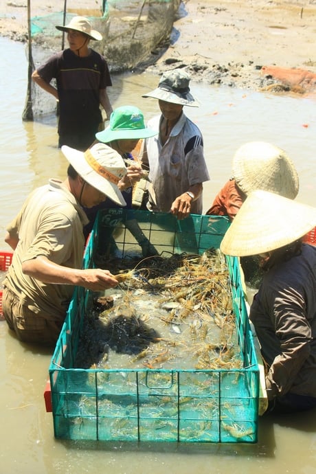 Phát triển kinh tế tập thể tạo tiền đề cho liên kết chuỗi giá trị, hình thành vùng chuyên canh.