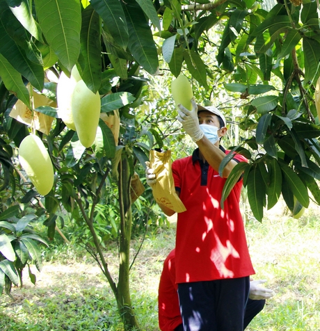 Nông dân xã Mỹ Xương thu hoạch xoài.