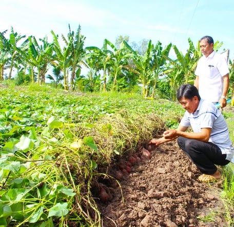 Khoai lang là mặt hàng được cấp mã số vùng trồng nhiều nhất của tỉnh Vĩnh Long.