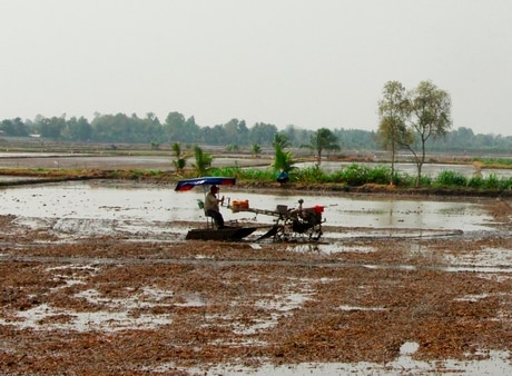 Nông dân cần vệ sinh đồng ruộng kỹ sau mỗi mùa vụ.