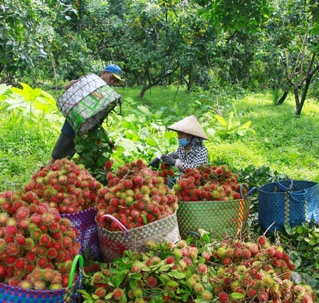  Cần tăng cường công tác hướng dẫn, giám sát, kiểm tra việc cấp, quản lý và sử dụng mã số vùng trồng, mã số cơ sở đóng gói tại các địa phương.