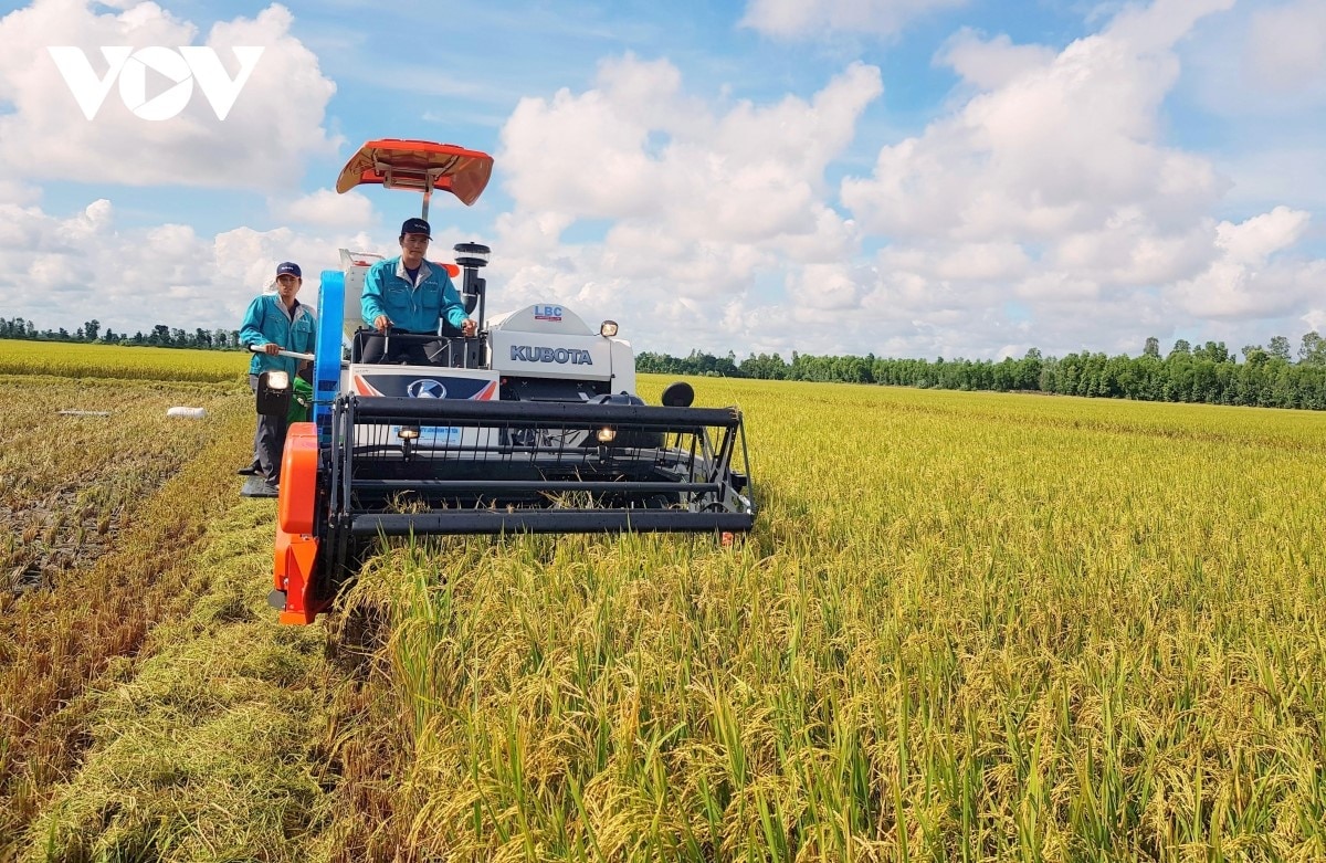 ĐBSCL là nơi đóng góp lớn vào xuất khẩu gạo của cả nước