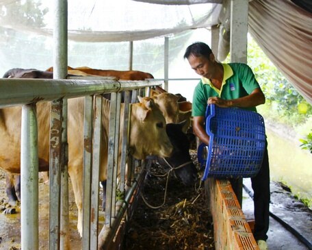 Tận dụng phụ phẩm để ủ chua làm thức ăn cho gia súc góp phần giúp người chăn nuôi tiết kiệm công sức, tăng hiệu quả. 