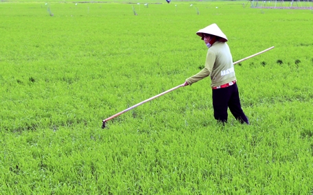 Nông dân cần theo dõi chặt chẽ tình hình khí tượng thủy văn, diễn biến nguồn nước để chủ động bảo vệ sản xuất.