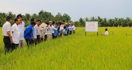 Nông nghiệp có sự chuyển dịch đúng hướng, đem lại hiệu quả kinh tế cao cho nông dân.