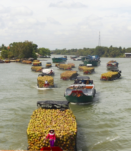 Trái dừa đứng trước nhiều cơ hội xuất khẩu sang các thị trường khó tính.