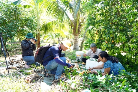 Trong quá trình tác nghiệp, phóng viên không ngại khó, ngại khổ, để kịp thời phản ánh hơi thở của cuộc sống. Trong ảnh: Phóng viên Báo Vĩnh Long tác nghiệp tại vườn thanh trà (TX Bình Minh). Ảnh: NGỌC LIỄU