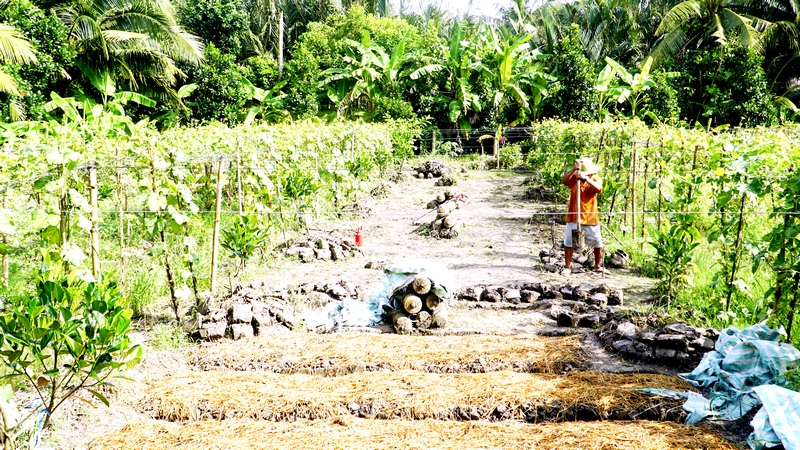 Vào mùa mưa, nông dân cần chủ động áp dụng phương thức sản xuất rau màu phù hợp, thích nghi với những ảnh hưởng bất lợi của thời tiết.