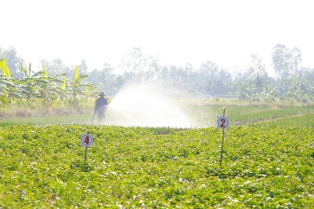 Nông dân nâng cao ý thức sản xuất rau màu theo hướng an toàn, chất lượng, dần hình thành vùng sản xuất tập trung. 