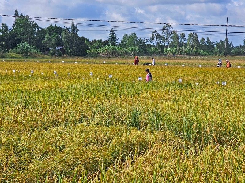 Qua các đợt khảo nghiệm đã có nhiều giống lúa lai đáp ứng được yêu cầu của nông dân, có khả năng chịu hạn và chống sâu bệnh.