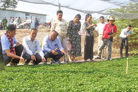 Đoàn đại biểu tỉnh Bantelay Meanchey Vương quốc Campuchia tham quan vùng chuyên canh rau màu xã Thuận An, TX Bình Minh, tỉnh Vĩnh Long.