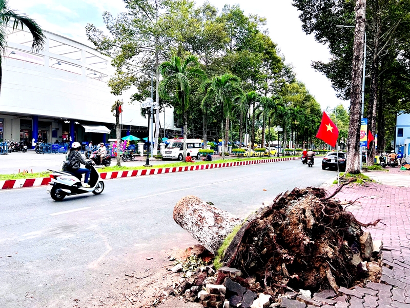 Cây xanh bị ngã trên đường Lê Lai (Phường 1- TP Vĩnh Long) đã được cắt gọn.