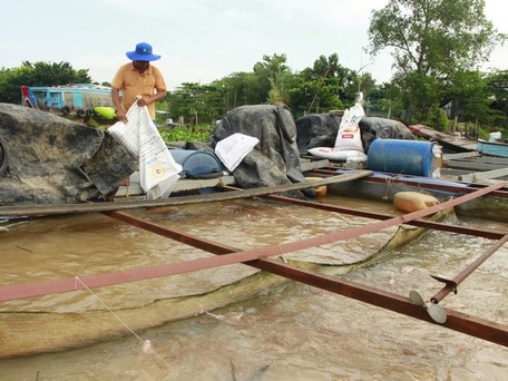 Người nuôi thủy sản cần chủ động thực hiện các biện pháp bảo vệ thủy sản nuôi một cách có hiệu quả trong mùa mưa.