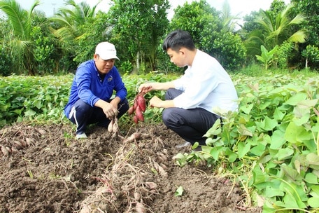 Cần có nhiều biện pháp để phát triển ổn định ngành hàng khoai lang.