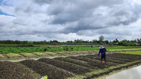 Mùa mưa là thời điểm nông dân trồng rau phải đối mặt với nhiều khó khăn.
