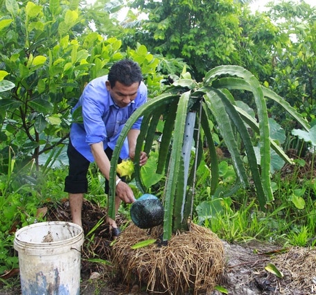 Sử dụng phân bón hữu cơ mang lại nhiều hiệu quả trong sản xuất nông nghiệp.

