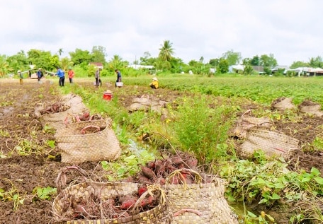 Với điều kiện khí hậu, thổ nhưỡng thuận lợi, người sản xuất giàu kinh nghiệm, hiện nay cây khoai lang huyện Bình Tân được trồng quanh năm.
Ảnh: NGỌC LIỄU