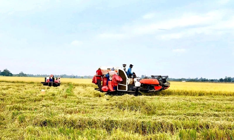 Trong những năm gần đây, ngành nông nghiệp tỉnh đã tích cực đưa các giống lúa mới vừa có năng suất, chất lượng, vừa thích ứng với biến đổi vào sản xuất.