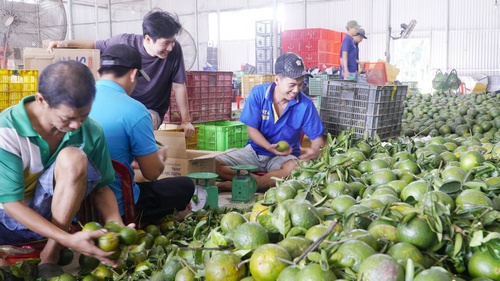 Sự linh hoạt trong sản xuất, thay đổi thói quen canh tác nông nghiệp đang góp phần định hướng tiêu dùng sạch.
