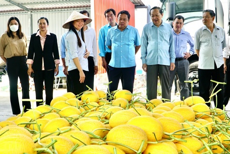 Phó Bí thư Thường trực Tỉnh ủy- Nguyễn Thành Thế và đoàn khảo sát thực tế vườn dưa lưới của Công ty CP Nông nghiệp 620 (xã Tân Thành).