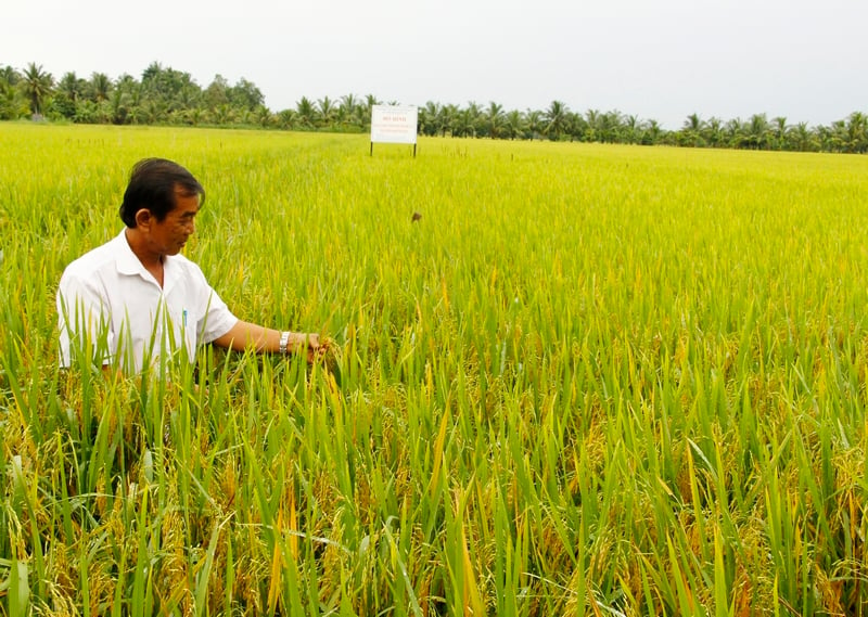 Các mô hình nông nghiệp ứng dụng quản lý sức khỏe cây trồng tổng hợp (IPHM) đem lại lợi ích về kinh tế, môi trường cho nông dân.