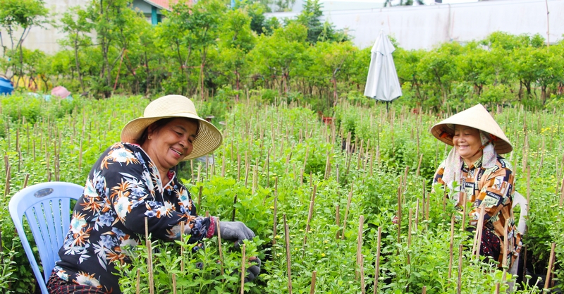 Nông dân tất bật chăm sóc hoa Tết.