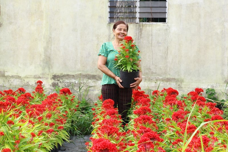 Nhiều nông dân kỳ vọng thị trường hoa Tết sẽ được giá.