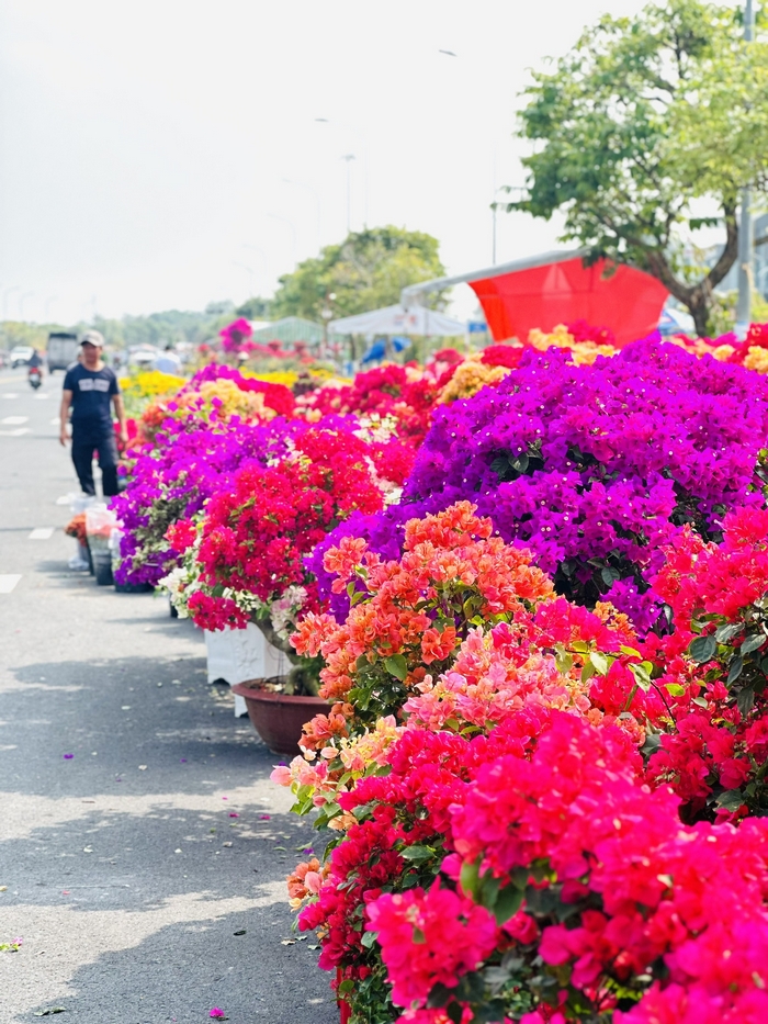 Giá hoa kiểng năm nay ở mức ổn định, một số loại hạ nhiệt hơn.