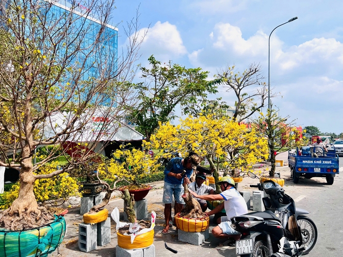 Hàng trăm cây mai Tết được nhà vườn bày dọc tuyến đường Võ Văn Kiệt để bán, có nơi còn cho thuê mai chưng Tết.