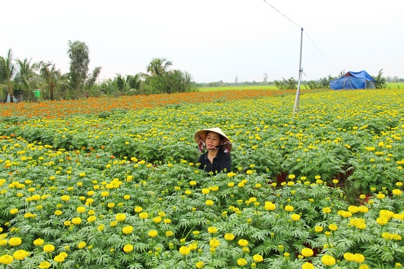 Nông dân tích cực chăm sóc hoa Tết trước khi đem ra chợ Tết.