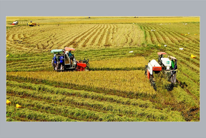 Những cánh đồng mẫu lớn được cơ giới hóa hoàn toàn trong quy trình canh tác. Ảnh: PHẠM ĐỨC TÀI
