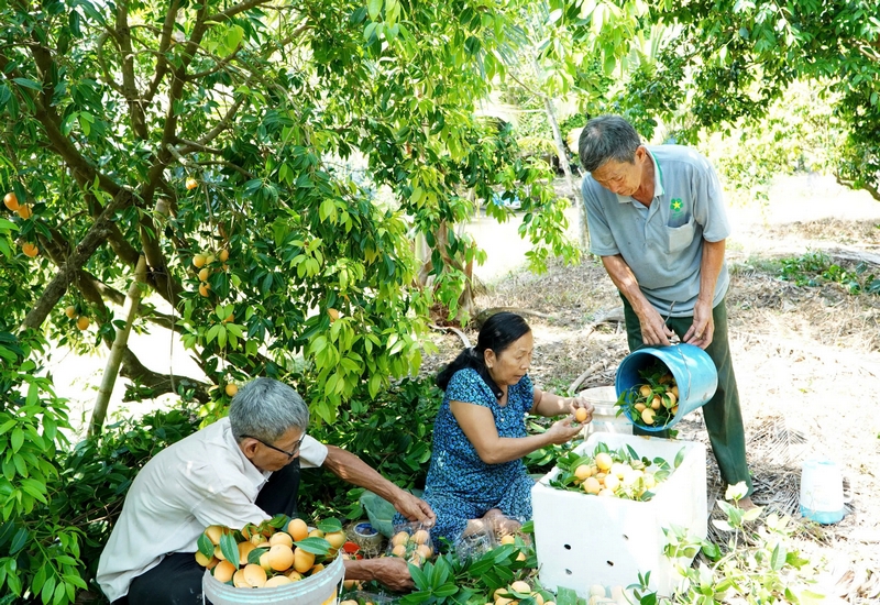 Cây thanh trà cho trái nghịch vụ đã mang lại hiệu kinh tế cao cho nhiều lão nông tại TX Bình Minh.