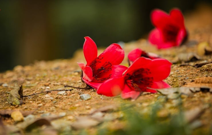 Wenn die Baumwollblüten blühen, ist dies auch ein Zeichen dafür, dass der Frühling vorbei ist und der Sommer naht. (Foto: Rang Dong)