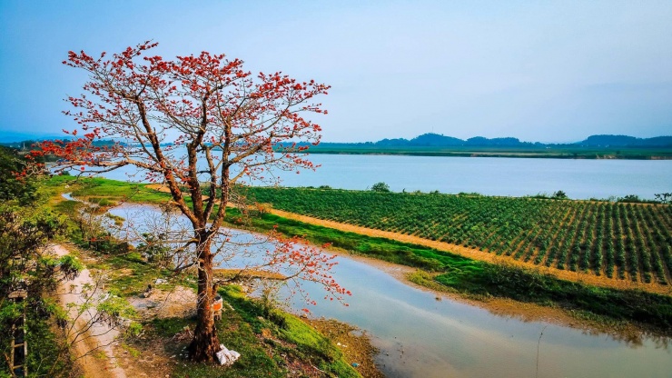 Herzzerreißend schöne Büschel leuchtend roter Baumwollblüten in der Landschaft von Nghe An - 3