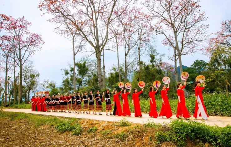 Die schlichte Schönheit der Baumwollbäume zieht immer wieder Touristen und Mädchen an, die sie bewundern. (Foto: Rang Dong)