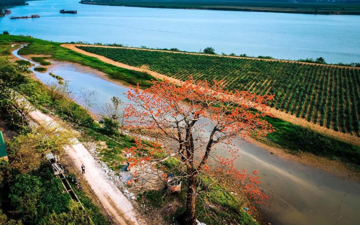 Herzzerreißend schöne Büschel leuchtend roter Baumwollblüten in der Landschaft von Nghe An - 6