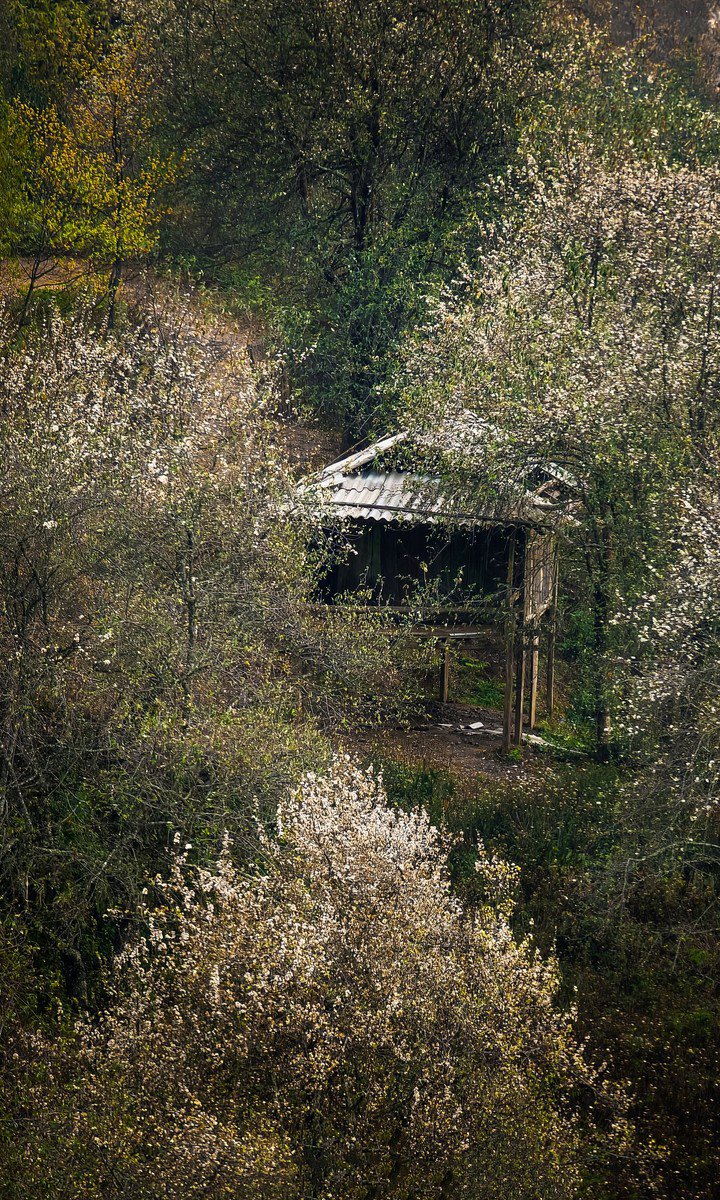 サンザシの花の都、木蒼仔に入る - 3