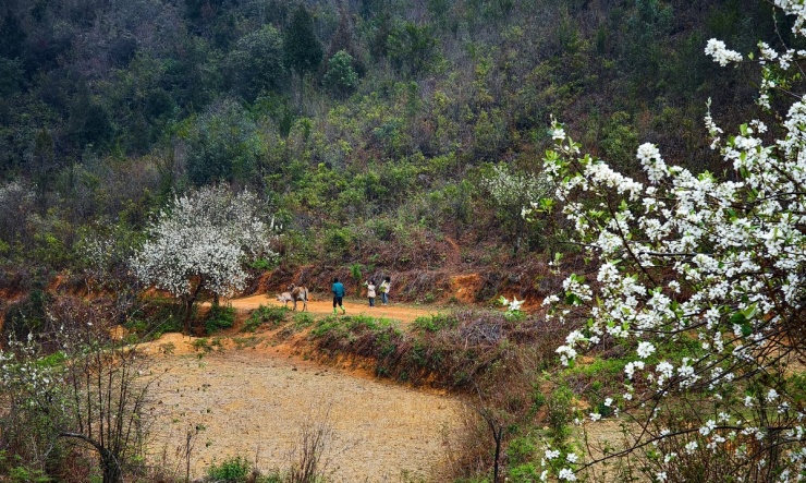 Entrando a la capital de las flores de espino Mu Cang Chai - 6