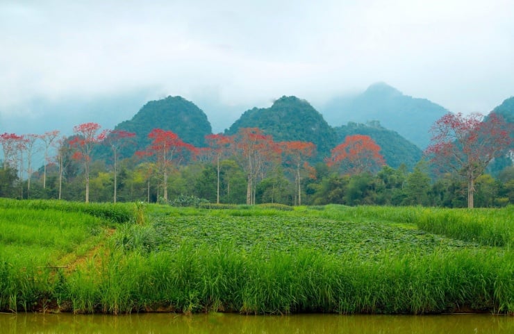 Cứ vào dịp tháng 3 về, những cây hoa gạo (còn gọi là hoa mộc miên) trên các con đường làng, sườn núi, ven sông của làng quê xứ Nghệ lại nở hoa rực rỡ khoe sắc. (Ảnh: Rạng Đông)