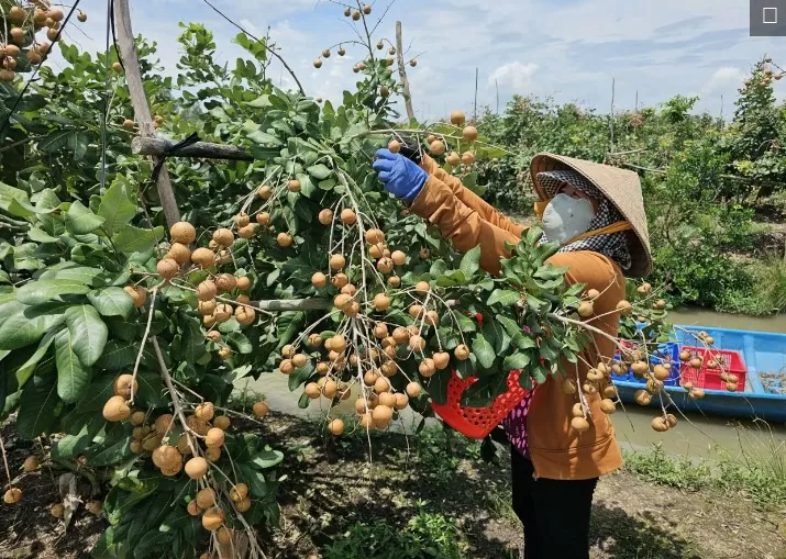 Giá nông sản hôm nay 27/8:Tiêu tăng nhẹ tại Gia Lai; sầu riêng neo ở mức cao 100.000 đồng/kg