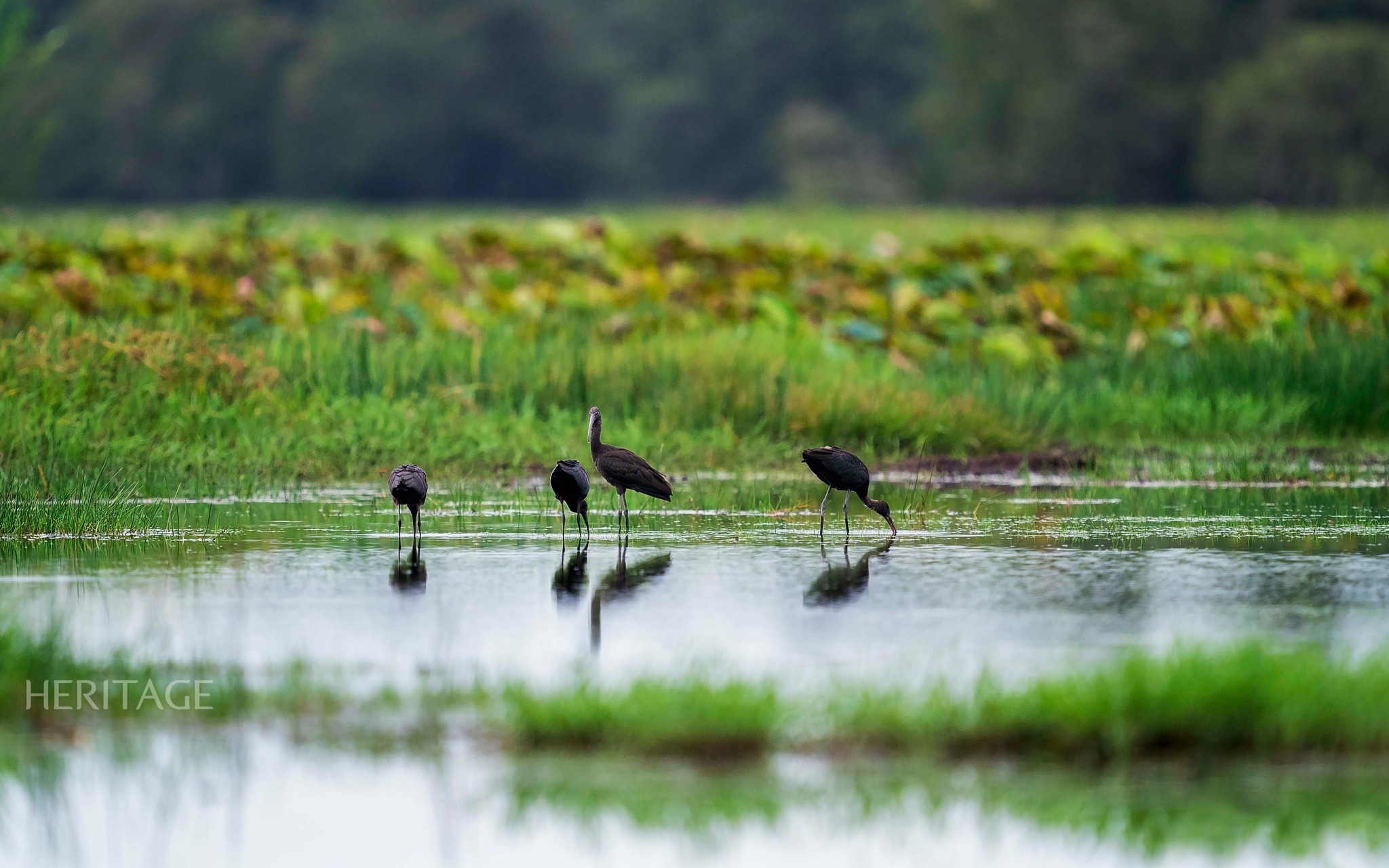 Có thể là hình ảnh về chim American purple gallinule và chim limpkin