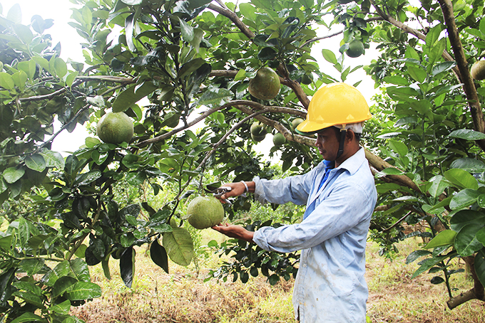 Người dân xã Khánh Phú (huyện Khánh Vĩnh) thu hoạch bưởi da xanh. 