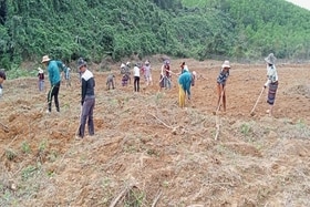 Trồng thử nghiệm 2,8 ha chuối tây Thái Lan tại xã miền núi Vĩnh Ô