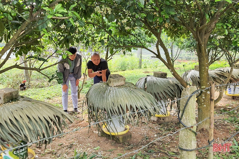 Cử nhân bỏ phố về quê làm giàu trên vùng thượng Kỳ Anh