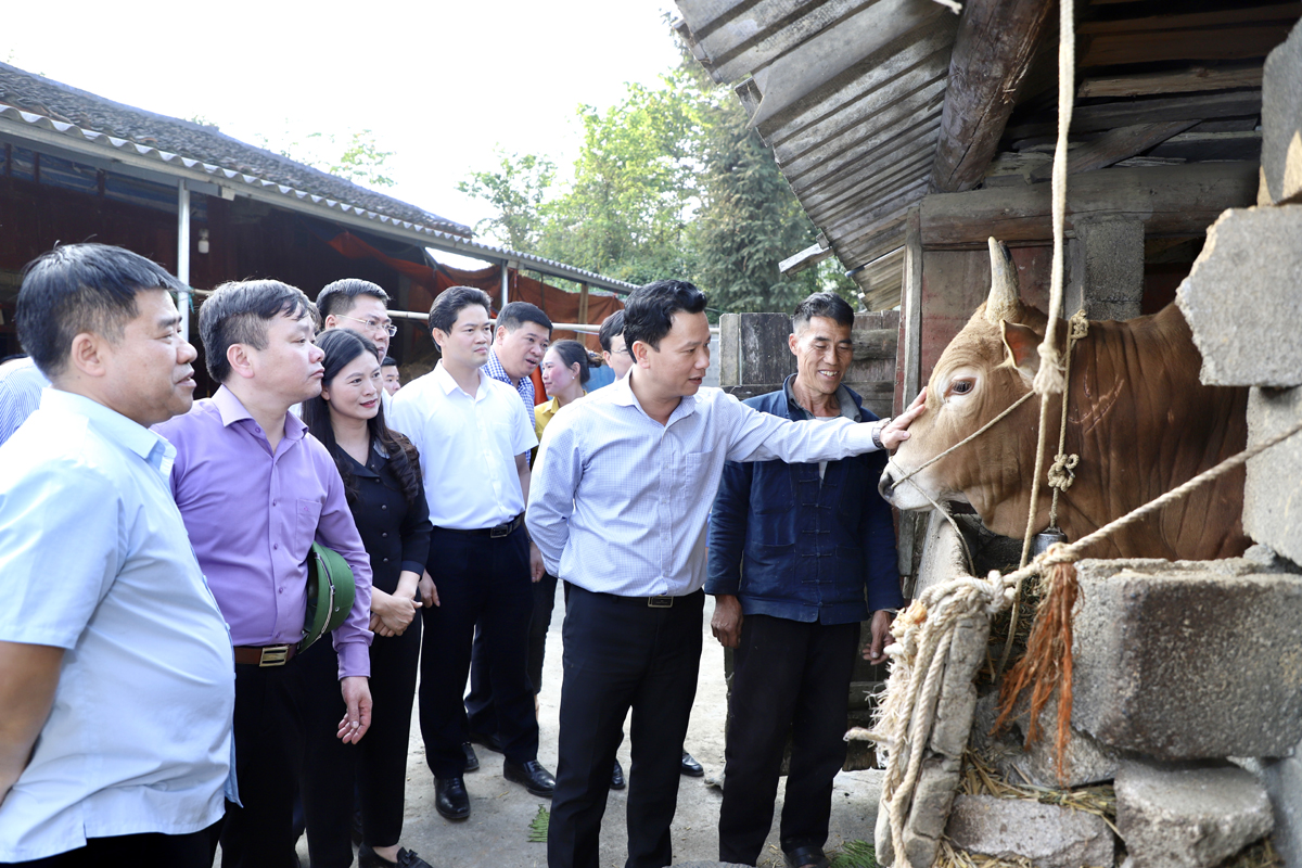 Bí thư Tỉnh ủy Đặng Quốc Khánh thăm mô hình chăn nuôi bò kinh tế tại thôn Mỏ Phàng
