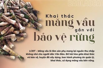 Khai thác măng vầu gắn với bảo vệ rừng