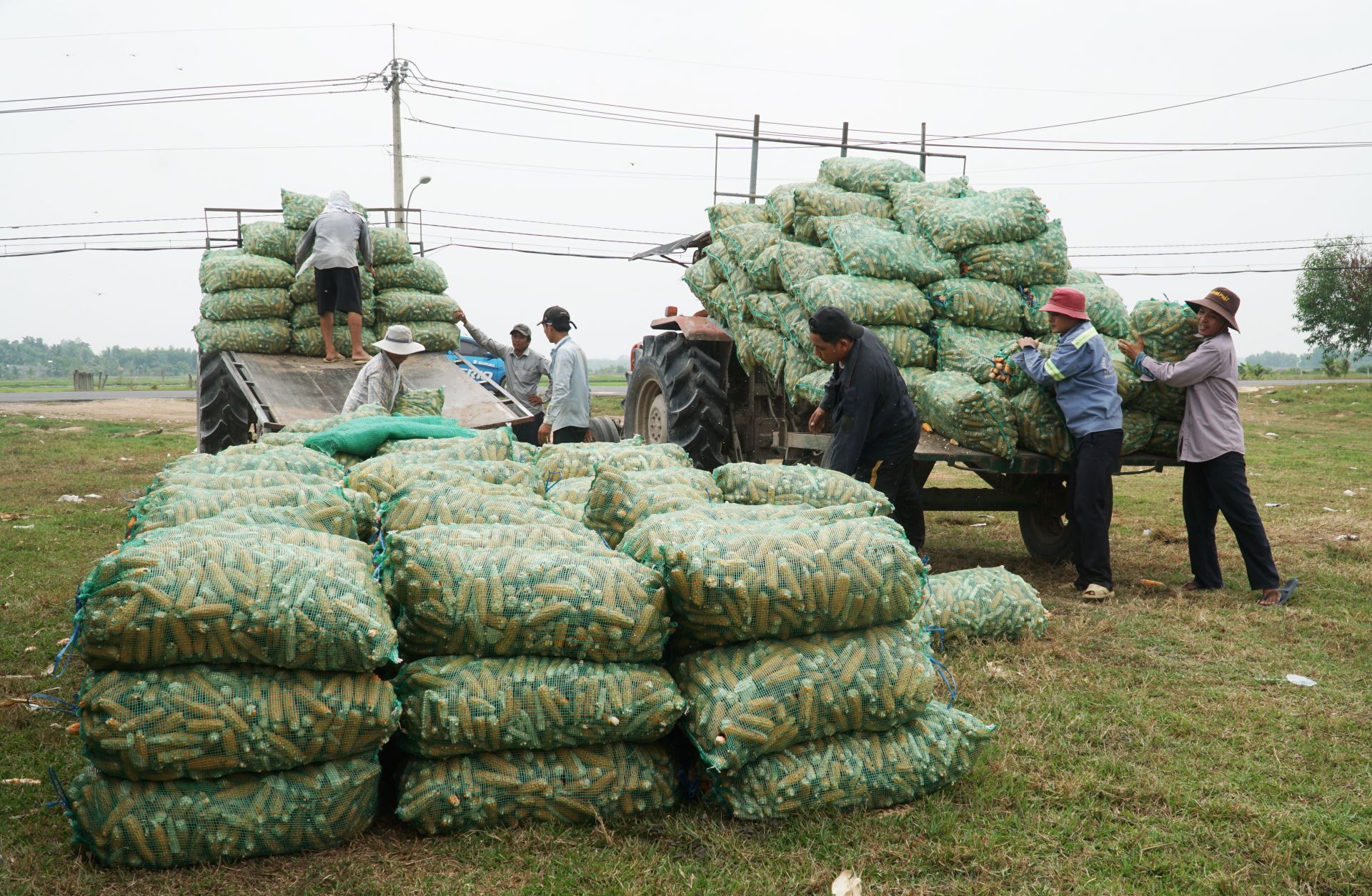 Hung Thuan: Get the corn seed season - Vietnam.vn