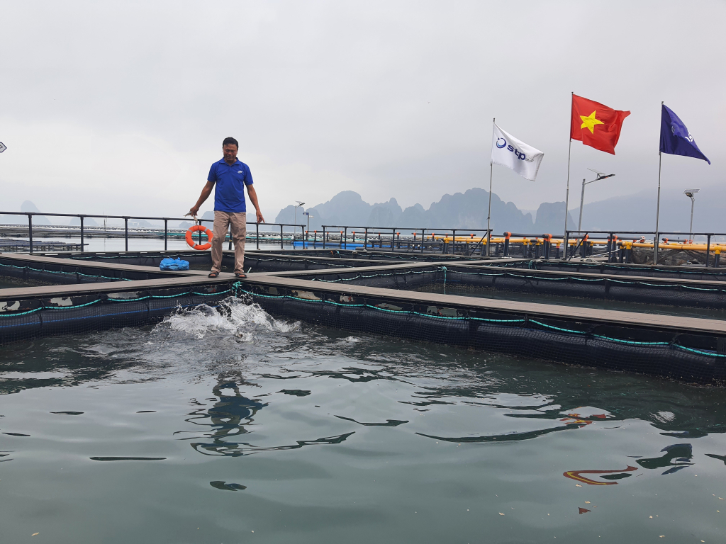 Ông Nguyễn Sỹ Bính chăm sóc đàn cá lổng bè tại Farm NTTS Phất Cờ.