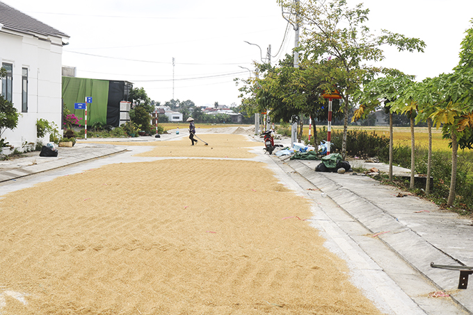 Nông dân phơi lúa trên đường.